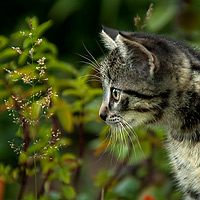 Katzen