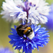 Kornblume mit Puschelmors