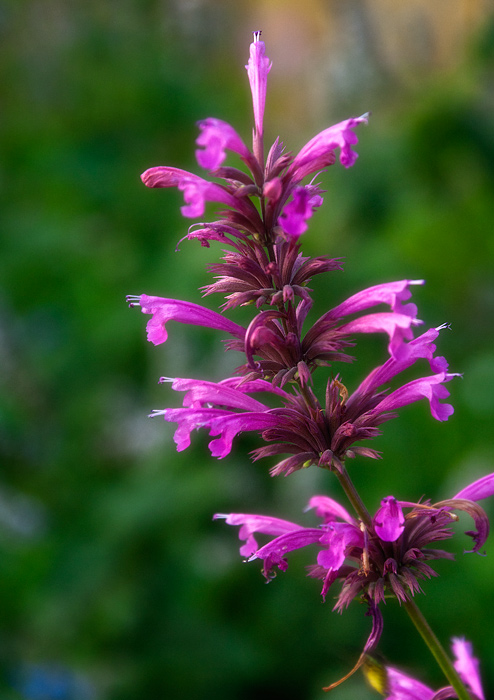 Agastache