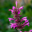 Agastache