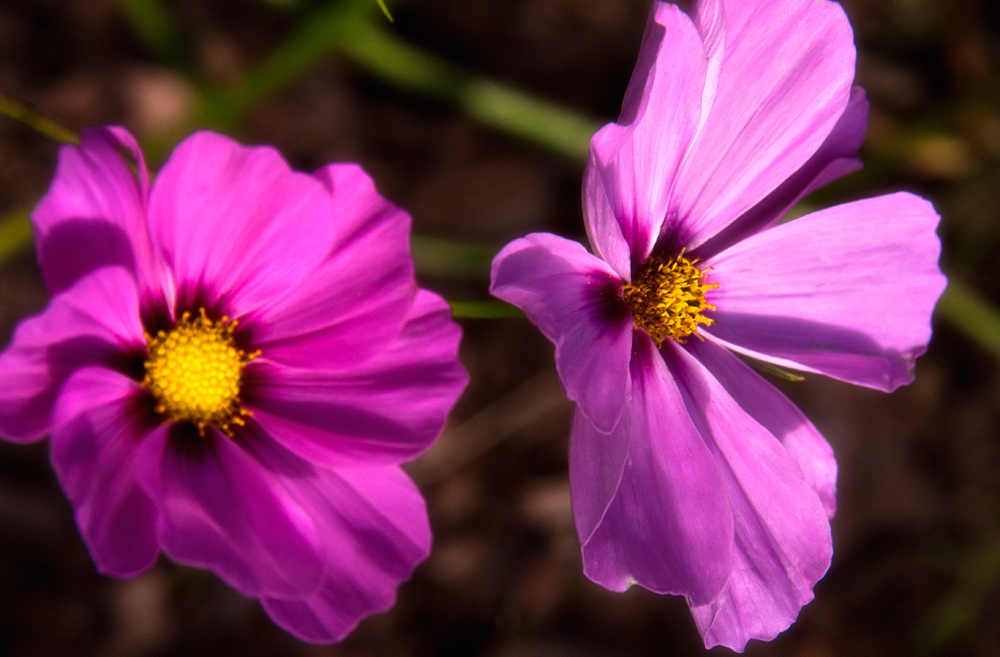 Cosmea