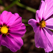 Cosmea
