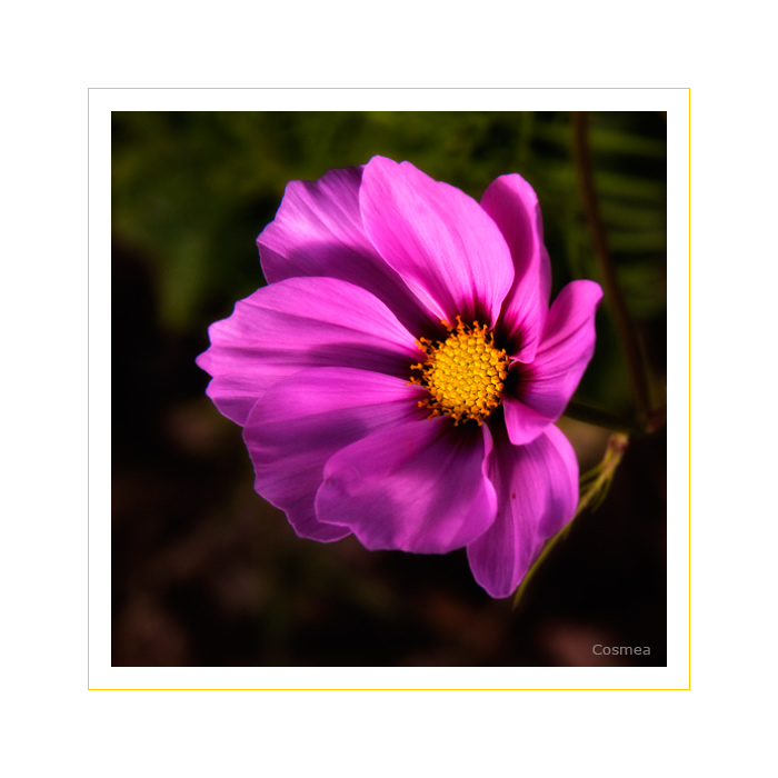 Cosmea