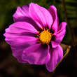 Cosmea