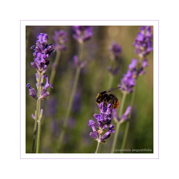 Lavandula Angustifolia