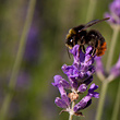 Lavandula Angustifolia