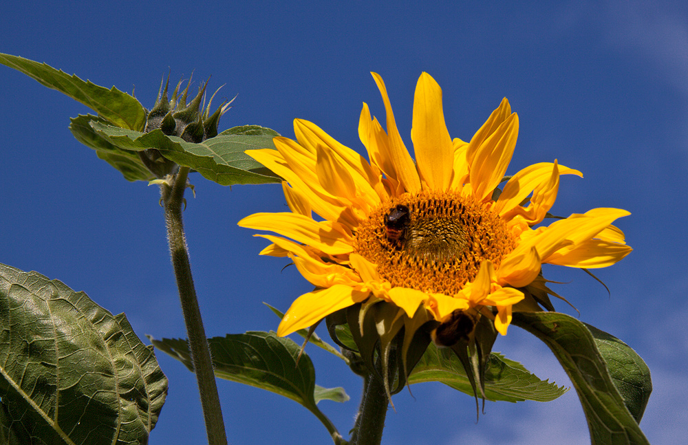 Sonnenblume