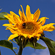 Sonnenblume