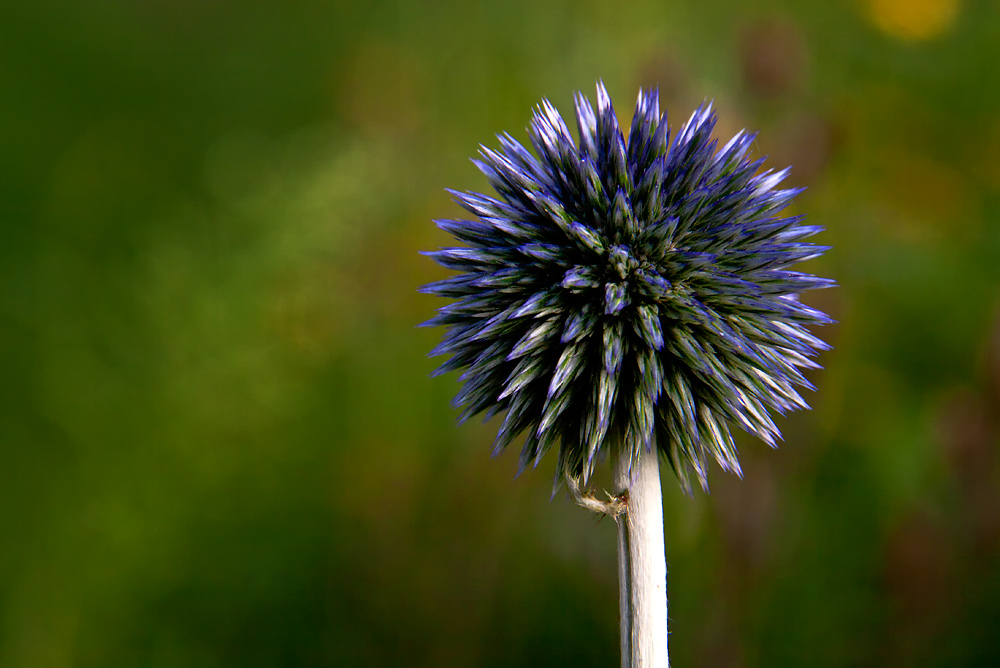 Kugeldistel