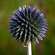 Kugeldistel