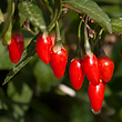 Goji Beeren