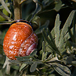 Wermut