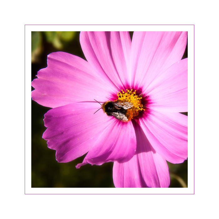 Cosmea