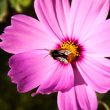 Cosmea
