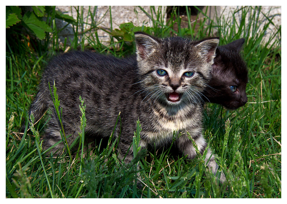 Katz