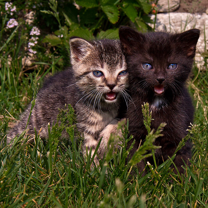 Katz