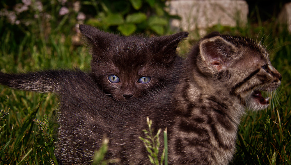 Katz