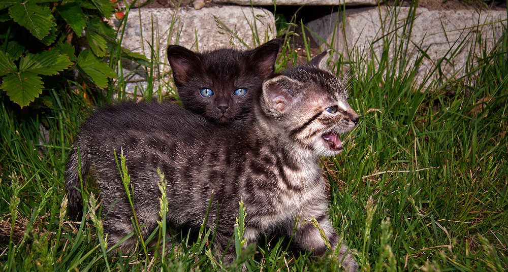 Katz