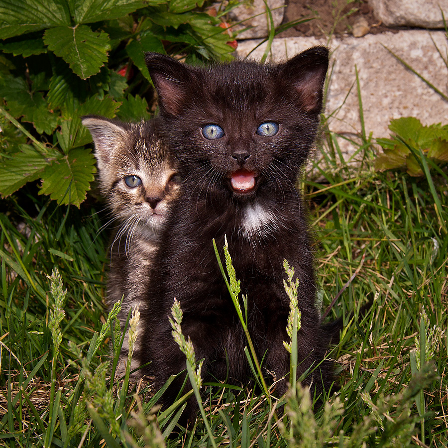 Katz