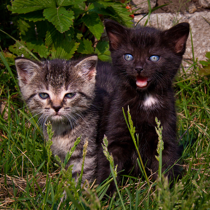 Katz