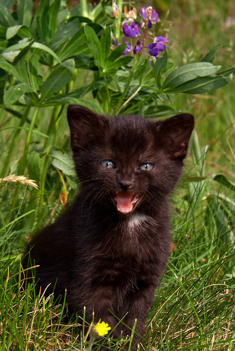 Katz