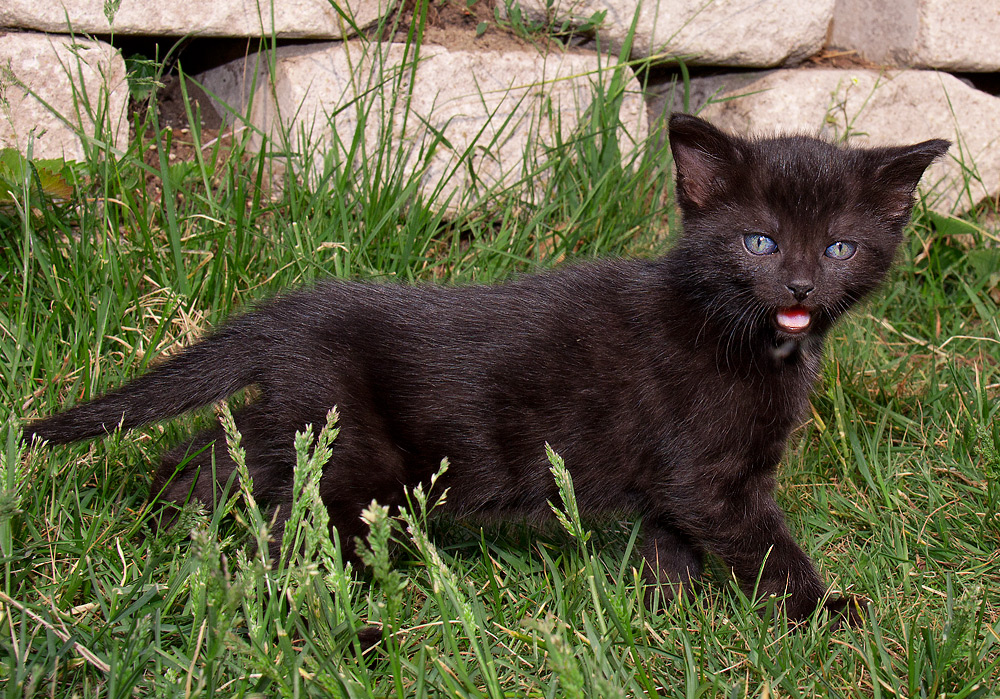 Katz