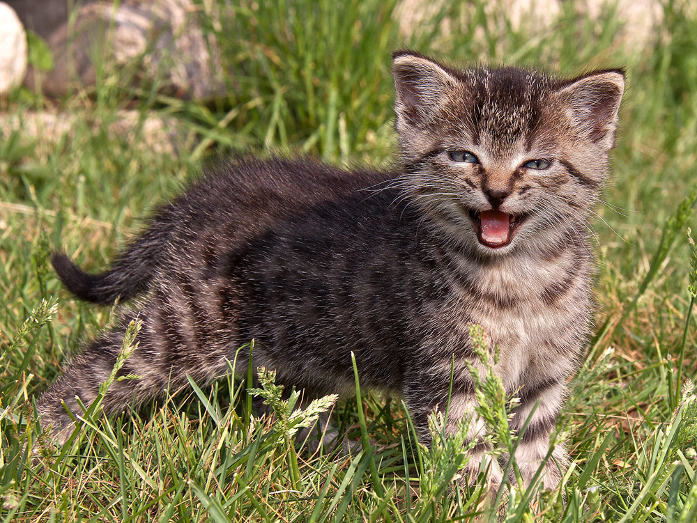 Katz
