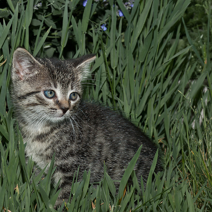 Katz