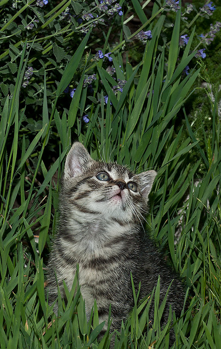 Katz