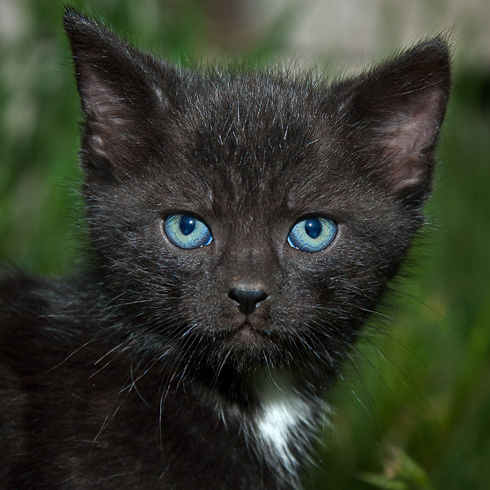 Katz