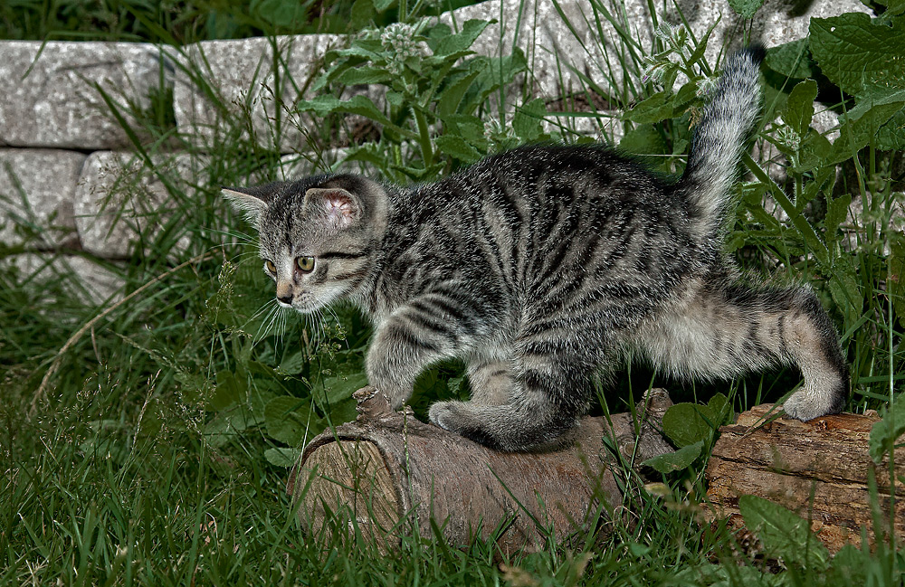 Katz