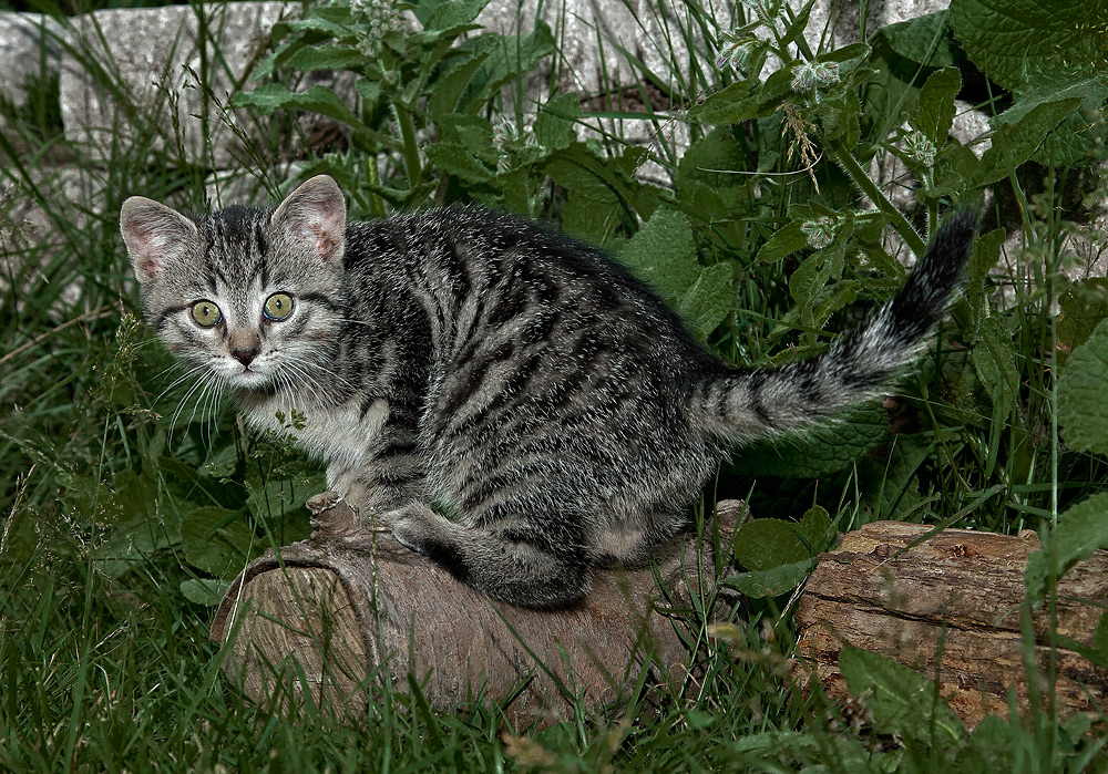 Katz