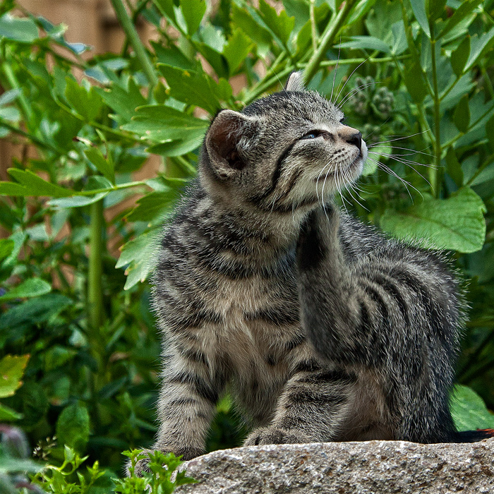 Katz