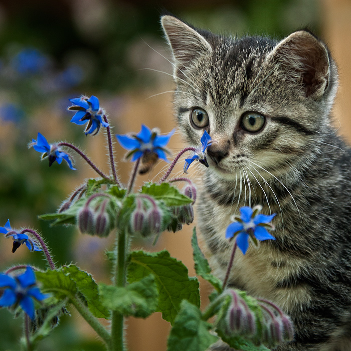 Katz