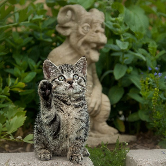 Katz