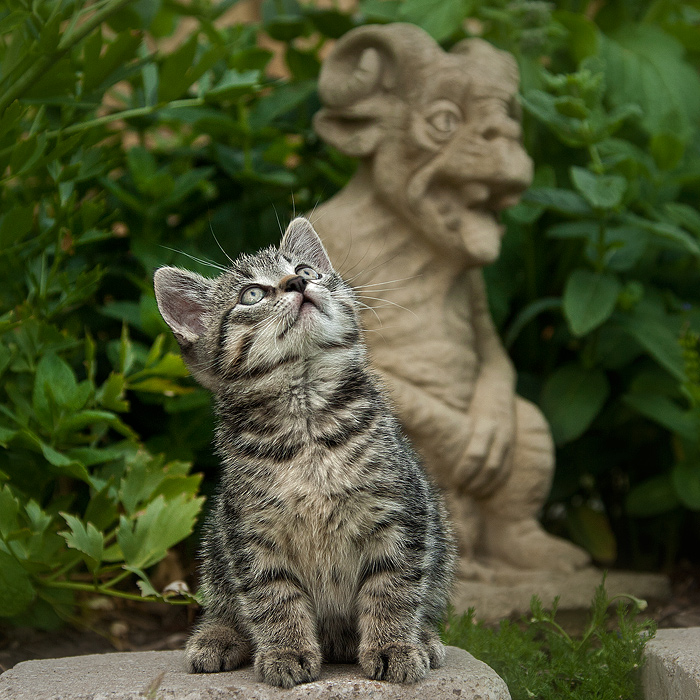 Katz