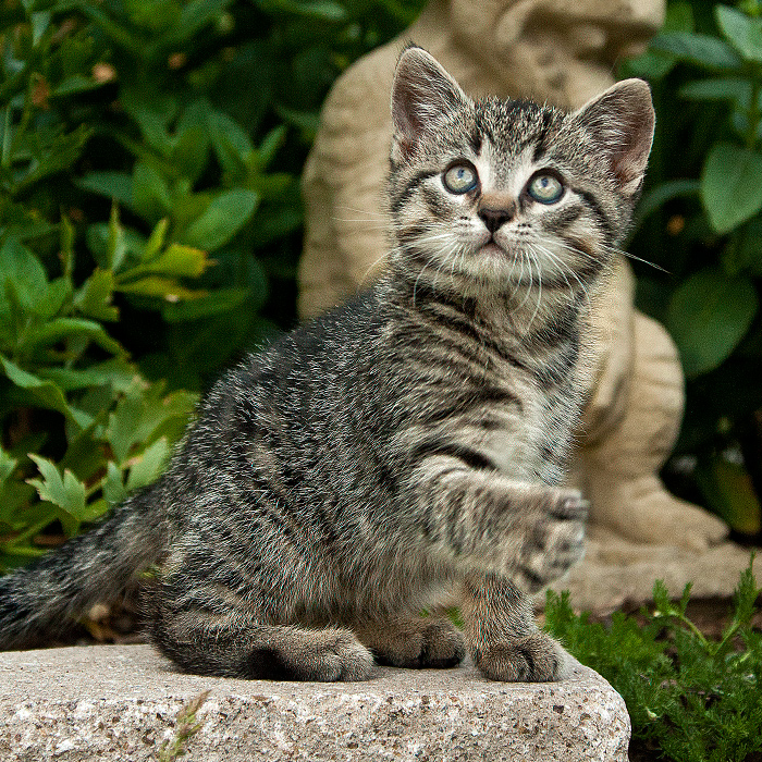 Katz