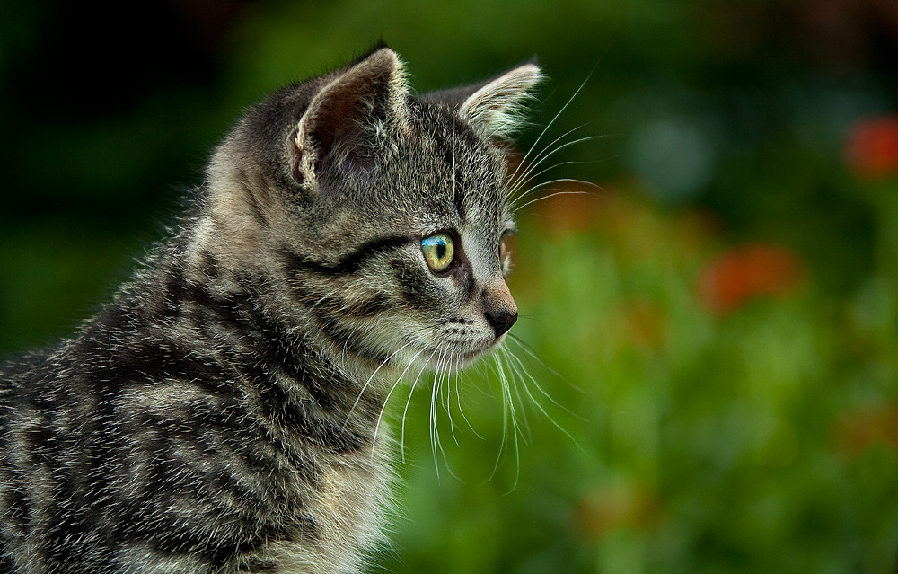 Katz