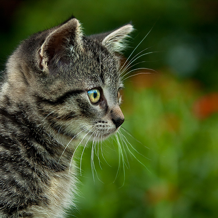 Katz