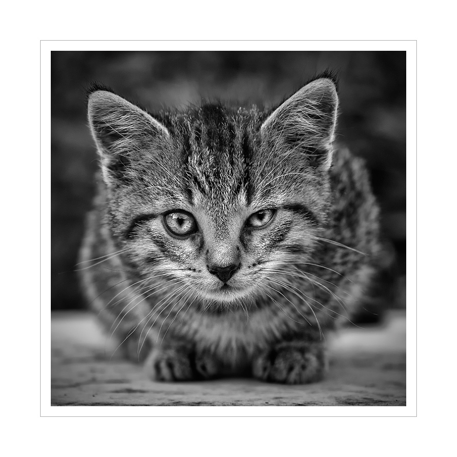 Katz