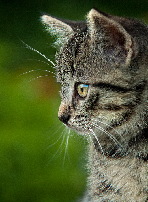 Katz