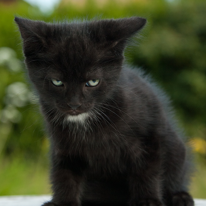 Katz