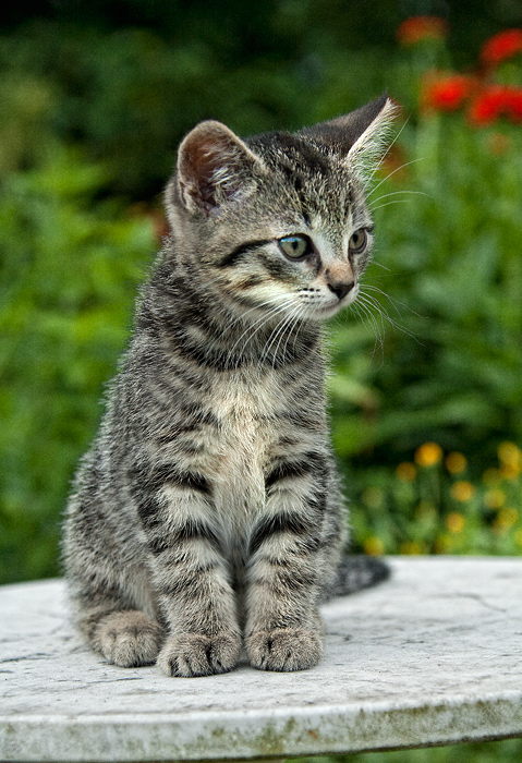 Katz